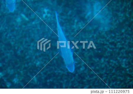 沖縄県石垣島の川平湾のグラスボートから見える景色 沖縄県石垣島の川平湾のグラスボートから見える景色 111220975