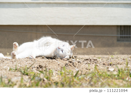 土の上でゴロゴロ転がる猫 111221094