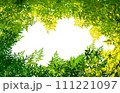 green leaves isolated on white background 111221097