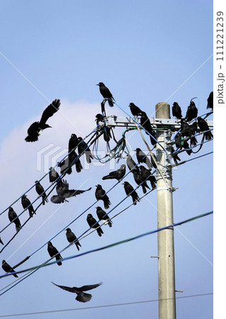 電線に集まり止まるカラスの大群 111221239