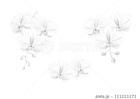 胡蝶蘭のモノクロベクターイラストセット 111221271
