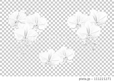 蝴蝶蘭單色向量插圖集 111221271
