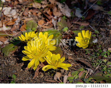 春の訪れを告げる福寿草 春の訪れを告げる福寿草 111221313