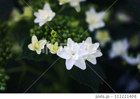 咲き始めた、白いガクアジサイの花 111221408