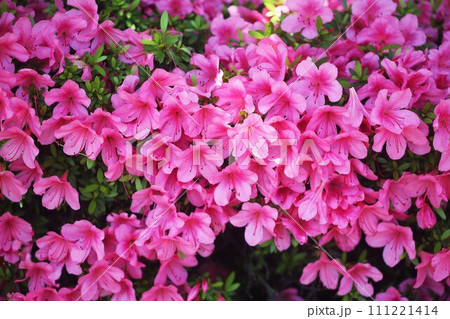 見頃を迎えた、サツキツツジ の花 見頃を迎えた、サツキツツジ の花 111221414