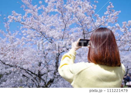 満開の桜を撮影する女性 111221479