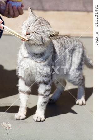 北海道登別市 サンチャイルドの猫の餌やり 北海道登別市 サンチャイルドの猫の餌やり 111221481
