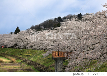 角館 桧木内川堤の約2㎞に渡って続く満開の桜並木(さくら名所100選) 角館 桧木内川堤の約2㎞に渡って続く満開の桜並木(さくら名所100選) 111221599