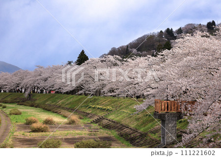 角館 桧木内川堤の約2㎞に渡って続く満開の桜並木(さくら名所100選) 角館 桧木内川堤の約2㎞に渡って続く満開の桜並木(さくら名所100選) 111221602