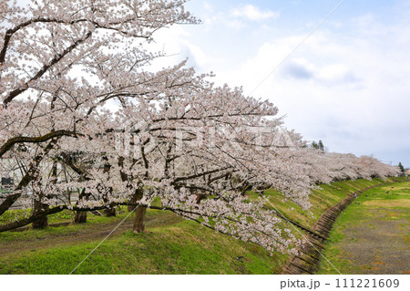 角館 桧木内川堤の約2㎞に渡って続く満開の桜並木(さくら名所100選) 角館 桧木内川堤の約2㎞に渡って続く満開の桜並木(さくら名所100選) 111221609