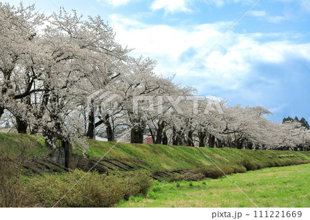角館 桧木内川堤の約2㎞に渡って続く満開の桜並木(さくら名所100選) 角館 桧木内川堤の約2㎞に渡って続く満開の桜並木(さくら名所100選) 111221669