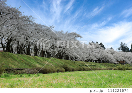 角館 桧木内川堤の約2㎞に渡って続く満開の桜並木(さくら名所100選) 角館 桧木内川堤の約2㎞に渡って続く満開の桜並木(さくら名所100選) 111221674