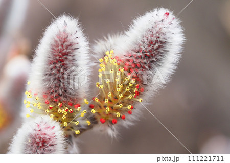 ネコヤナギの花 111221711