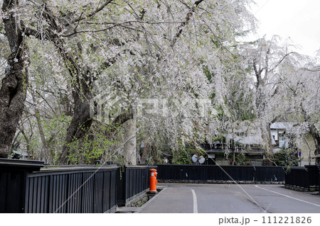 満開のしだれ桜咲くみちのく小京都角館の武家屋敷通り 満開のしだれ桜咲くみちのく小京都角館の武家屋敷通り 111221826
