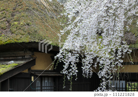 満開のしだれ桜咲くみちのく小京都角館の武家屋敷通り 111221828