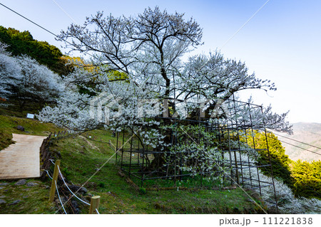 朝日差す満開の樽見の大桜24 兵庫県養父市 朝日差す満開の樽見の大桜24 兵庫県養父市 111221838