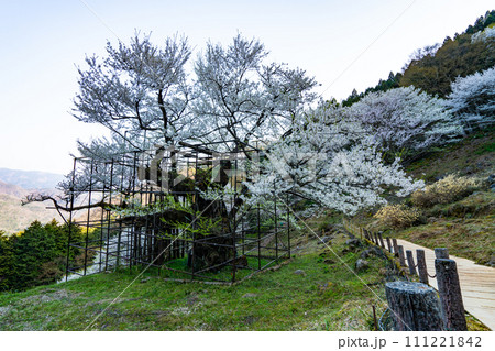 朝日差す満開の樽見の大桜28 兵庫県養父市 朝日差す満開の樽見の大桜28 兵庫県養父市 111221842