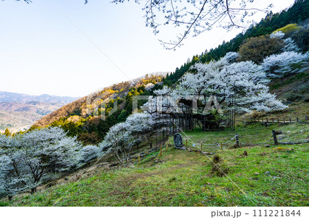 朝日差す満開の樽見の大桜29　兵庫県養父市 111221844