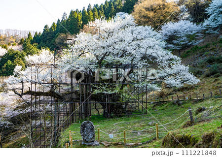 朝日差す満開の樽見の大桜32　兵庫県養父市 111221848