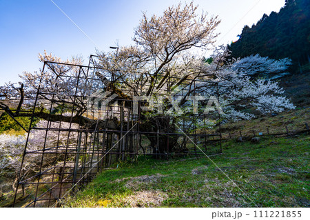 朝日差す満開の樽見の大桜38　兵庫県養父市 111221855