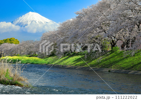 潤井川龍巌渕の満開桜並木と富士山 静岡県富士市 潤井川龍巌渕の満開桜並木と富士山 静岡県富士市 111222022