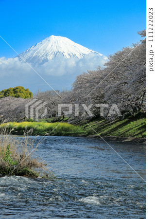 潤井川龍巌渕の満開桜並木と富士山 静岡県富士市 潤井川龍巌渕の満開桜並木と富士山 静岡県富士市 111222023
