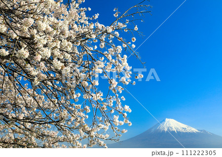 満開桜と富士山　静岡県富士市 111222305