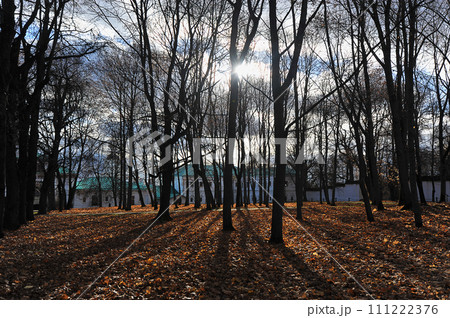 Fallen leaves in Kolomenskoye Autumn Park Fallen leaves in Kolomenskoye Autumn Park 111222376