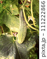 In the greenhouse grows a young cucumber. 111222866