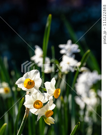 冬の晴れた日に咲くニホンズイセン 冬の晴れた日に咲くニホンズイセン 111222868