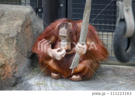 多摩動物園のオランウータン 多摩動物園のオランウータン 111223163