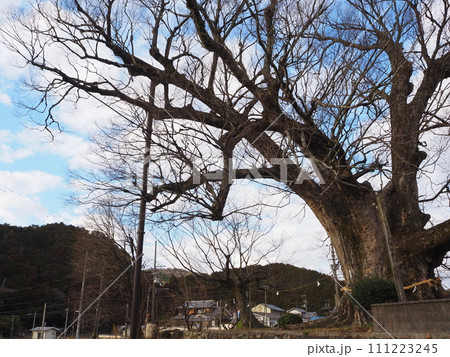 野間の大ケヤキ（冬） 111223245