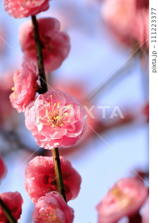 雨の後の早春の梅 111223377