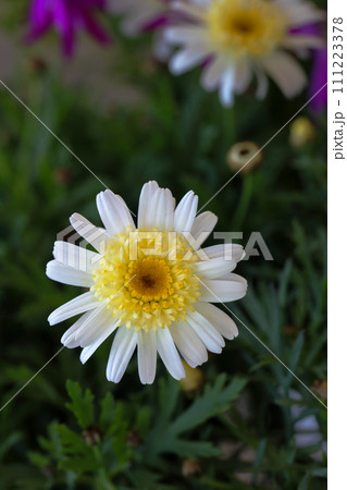 マーガレット　春の草花　恋占い　真実の愛 111223378