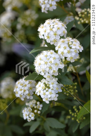 春に咲く花木 コデマリ 春に咲く花木 コデマリ 111223419