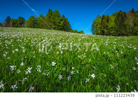Abundant white daffodil flowers on the green slope in Slovenia Abundant white daffodil flowers on the green slope in Slovenia 111223439