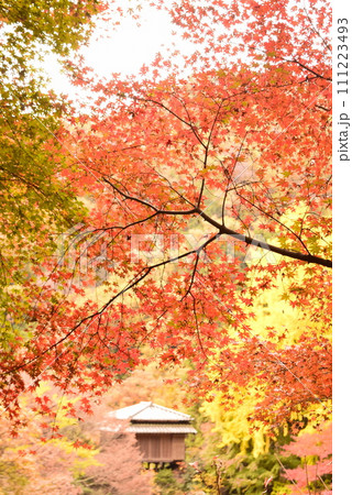 栃木　足利行道山浄因寺の紅葉 111223493