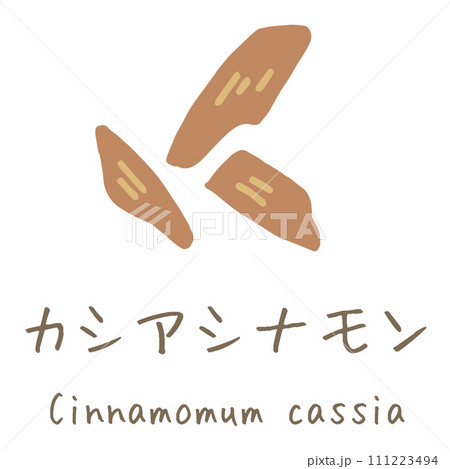 カシアシナモン　Cinnamomum cassia　イラスト 111223494