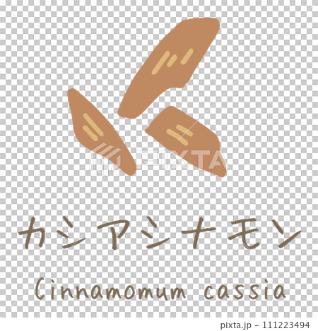 カシアシナモン　Cinnamomum cassia　イラスト 111223494