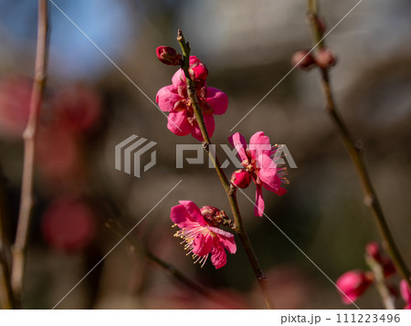冬に咲き始めた美しい紅梅【紅千鳥】 111223496