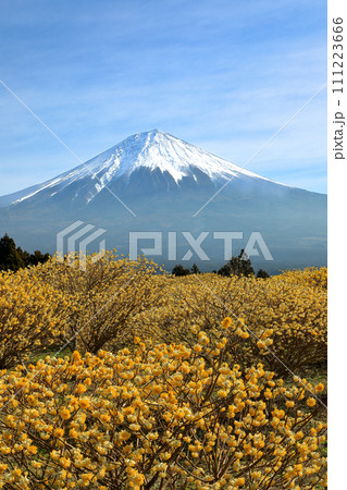 白糸の滝自然公園に咲く満開のミツマタ畑と富士山 静岡県富士宮市 白糸の滝自然公園に咲く満開のミツマタ畑と富士山 静岡県富士宮市 111223666