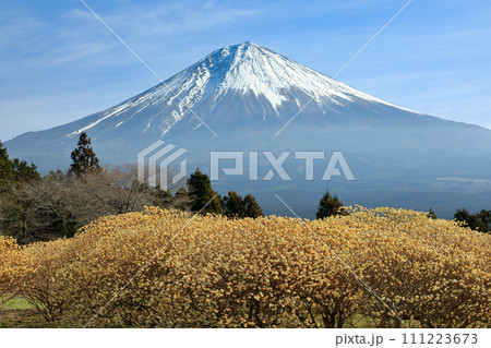 白糸の滝自然公園に咲く満開のミツマタ畑と富士山 静岡県富士宮市 白糸の滝自然公園に咲く満開のミツマタ畑と富士山 静岡県富士宮市 111223673