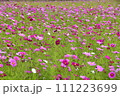 コスモス畑 111223699