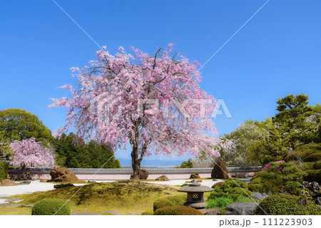 青空に映える日本庭園と枝垂れ桜 111223903