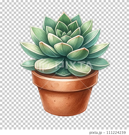 Succulent plant with a terracotta pot and pebbles. watercolor clipart Succulent plant with a terracotta pot and pebbles. watercolor clipart 111224239