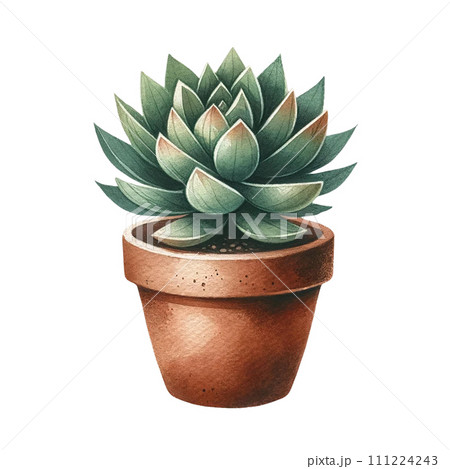 Succulent plant with a terracotta pot and pebbles. watercolor clipart 111224243