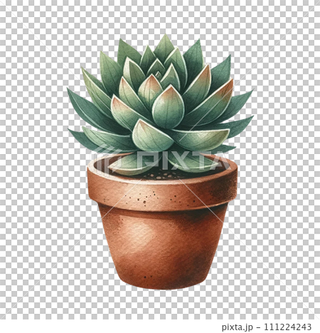 Succulent plant with a terracotta pot and pebbles. watercolor clipart 111224243