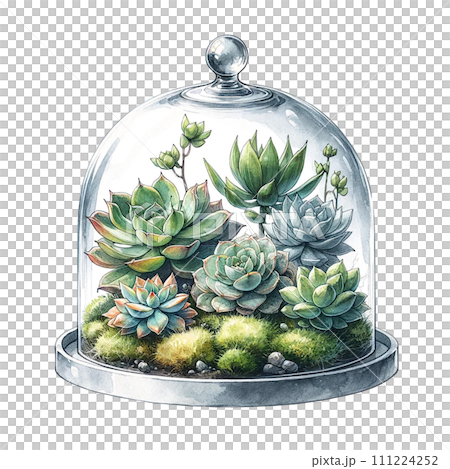 Succulents with a glass cloche watercolor clipart Succulents with a glass cloche watercolor clipart 111224252