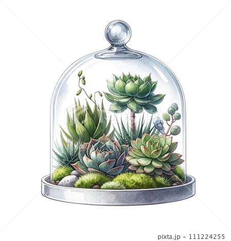 Succulents with a glass cloche watercolor clipart 111224255