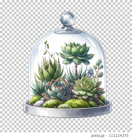 Succulents with a glass cloche watercolor clipart 111224255